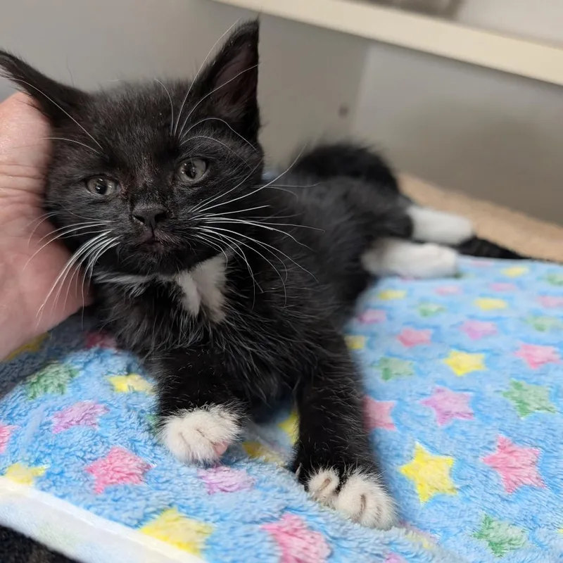 A baby small-sized male Black Domestic Short Hair cat named Joey for adoption in Potomac, MD