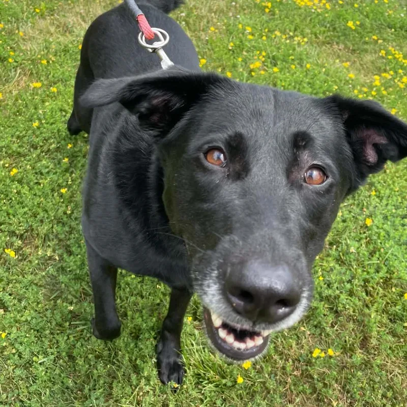 An adult large-sized female Labrador Retriever dog named Raven for adoption in Thomaston, ME