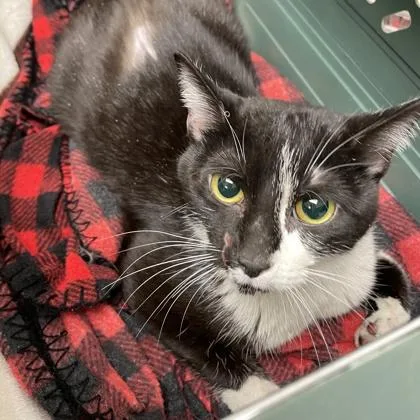 A young small-sized female Domestic Short Hair cat named Rhonda for adoption in Wheaton, IL