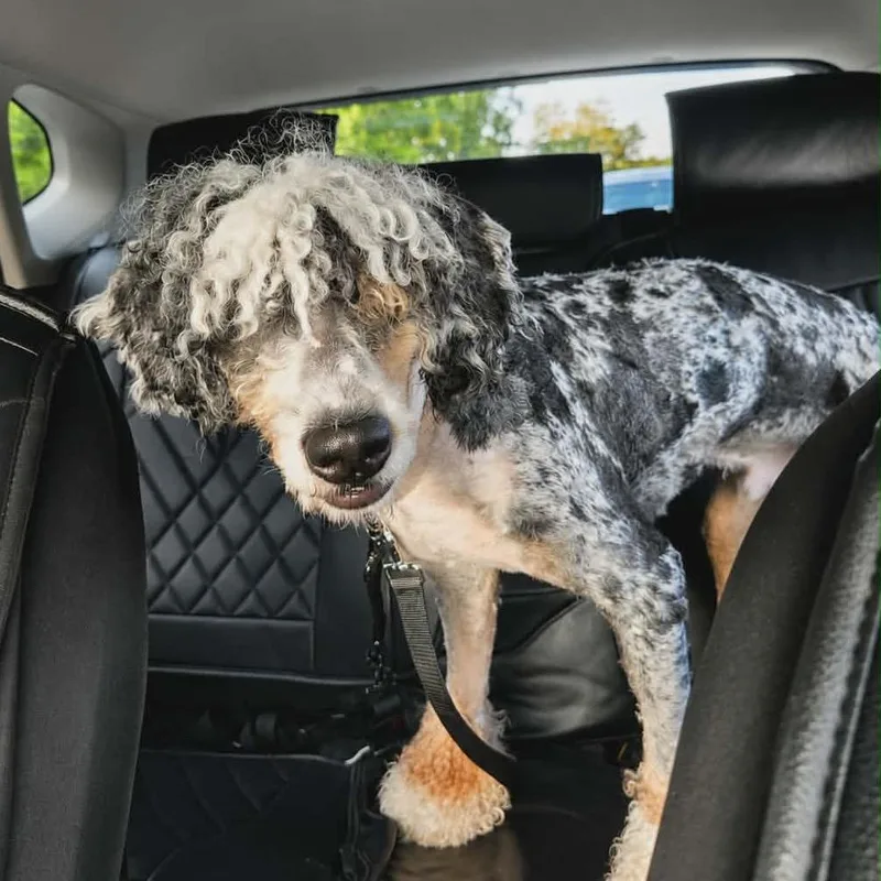 A young medium-sized male White / Cream Poodle dog named Rico for adoption in Arlington, VA