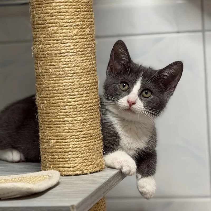 A baby small-sized female Gray / Blue / Silver Domestic Short Hair cat named Mimi for adoption in Middle Village, NY