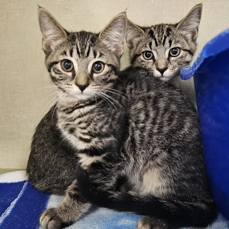 A young small-sized female Brown / Chocolate Domestic Short Hair cat named Clawdia for adoption in Monroe, MI