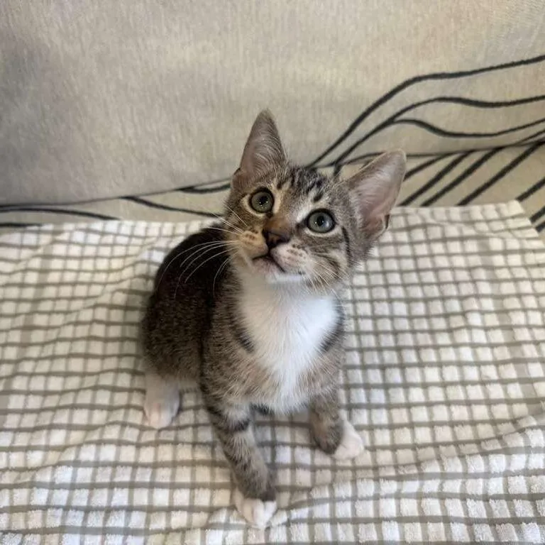 A baby small-sized male Gray / Blue / Silver Domestic Short Hair cat named Parsley for adoption in Long Beach, CA