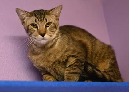 An adult large-sized male Domestic Short Hair cat named Hammer for adoption in Baton Rouge, LA