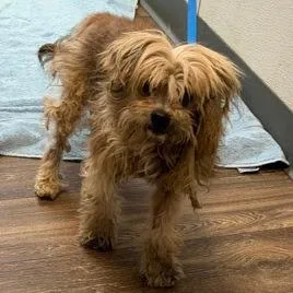 A senior small-sized male Yellow / Tan / Blond / Fawn Yorkshire Terrier dog named Mr. Fantasy for adoption in Ramona, CA