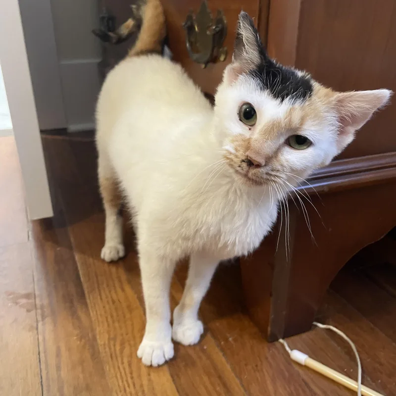 A baby medium-sized female Calico Domestic Short Hair cat named Hail Mary for adoption in Richmond, VA