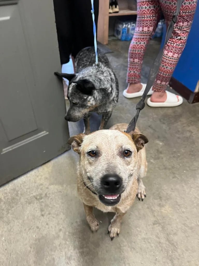 An adult medium-sized female Australian Cattle Dog / Blue Heeler dog named Willow for adoption in Murray, KY
