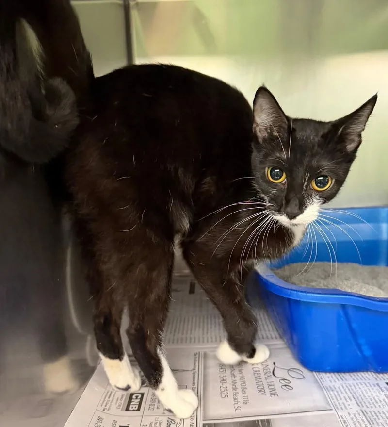 An adult medium-sized female Domestic Short Hair cat named Davida for adoption in North Myrtle Beach, SC