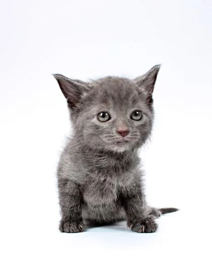 A baby small-sized female Domestic Short Hair cat named Smokey for adoption in Morton Grove, IL