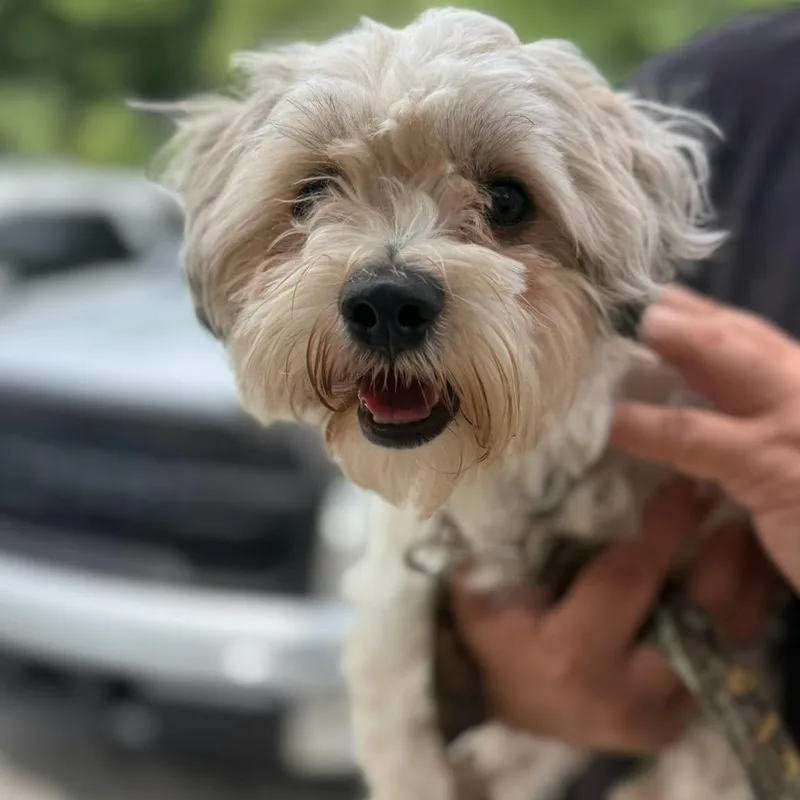 An adult small-sized male Mixed Breed dog named Chase for adoption in Warren, OH