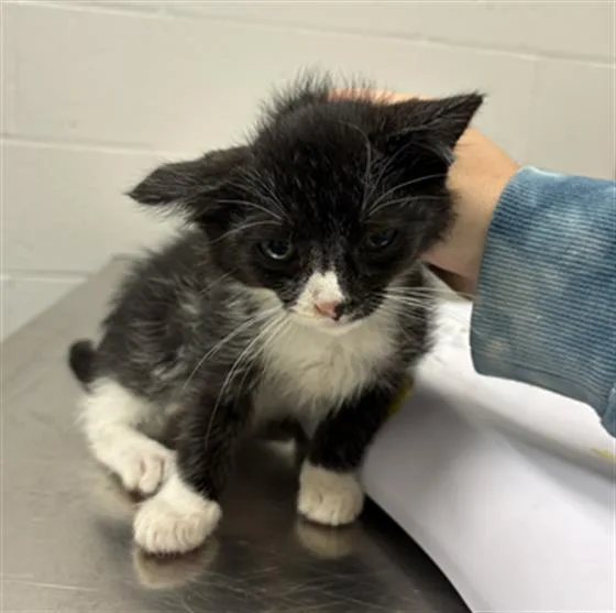 A baby small-sized male Domestic Short Hair cat named Mac N Cheese for adoption in Indianapolis, IN