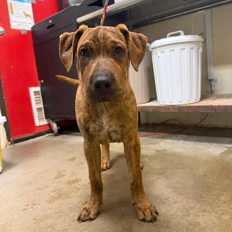 A baby medium-sized male Shar-Pei dog named Bumble for adoption in Bryan, TX