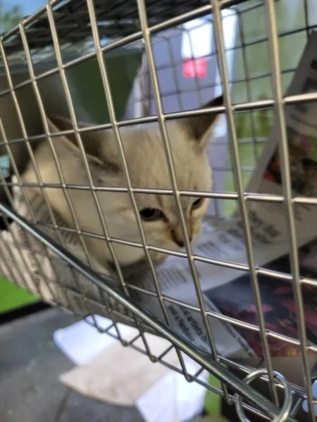 A young small-sized male Siamese cat named Johnson for adoption in Lawrenceville, GA