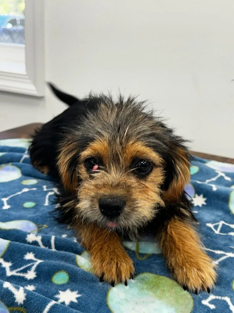 A baby small-sized male Yorkshire Terrier dog named York for adoption in Cambridge, MD