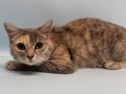 An adult small-sized female Domestic Short Hair cat named Mary Kate for adoption in Golden Valley, MN