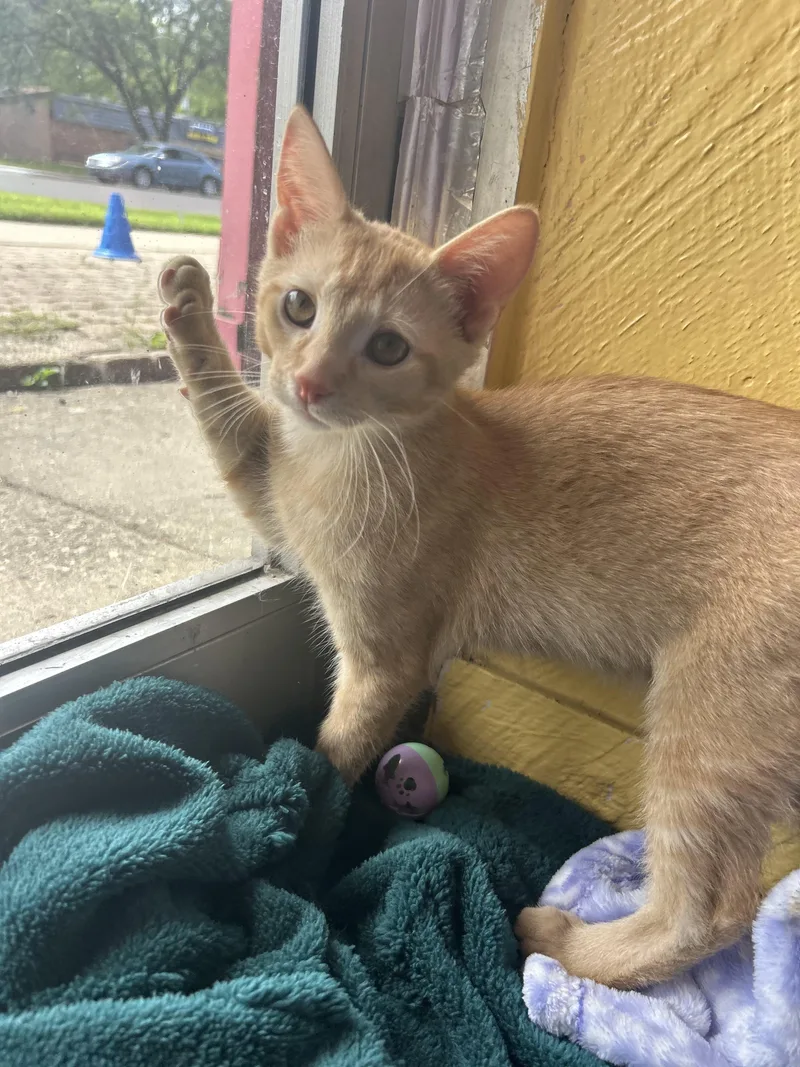 A baby small-sized male Orange & White Tabby cat named Toshi for adoption in Madison Heights, MI