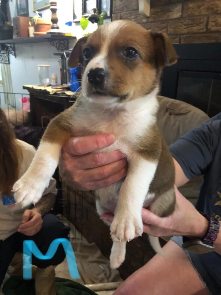 Brownie thumbnail 2
