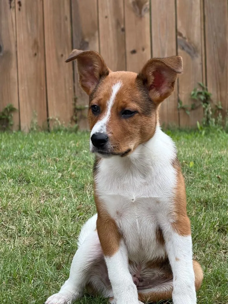 Brownie thumbnail 3