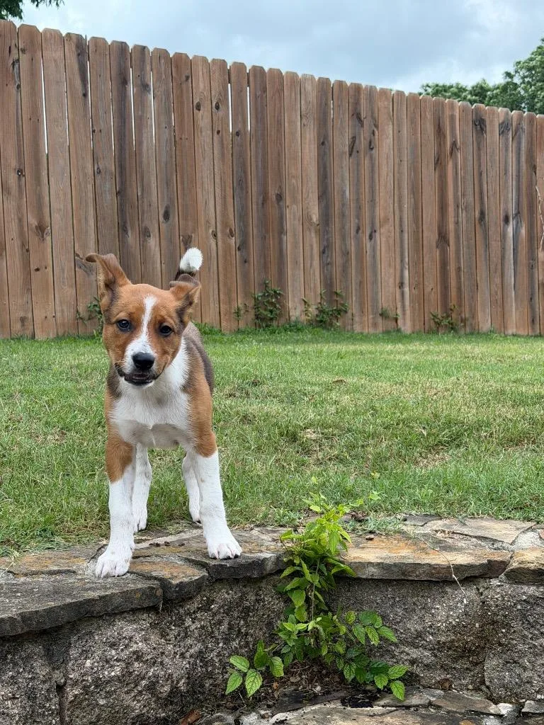 Brownie thumbnail 4