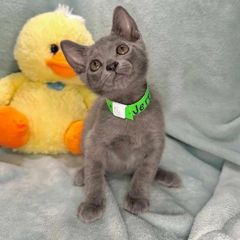 A baby medium-sized male Russian Blue cat named Jerric for adoption in Tavares, FL