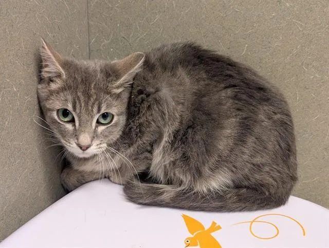 A baby small-sized female Domestic Short Hair cat named A for adoption in Moreno Valley, CA