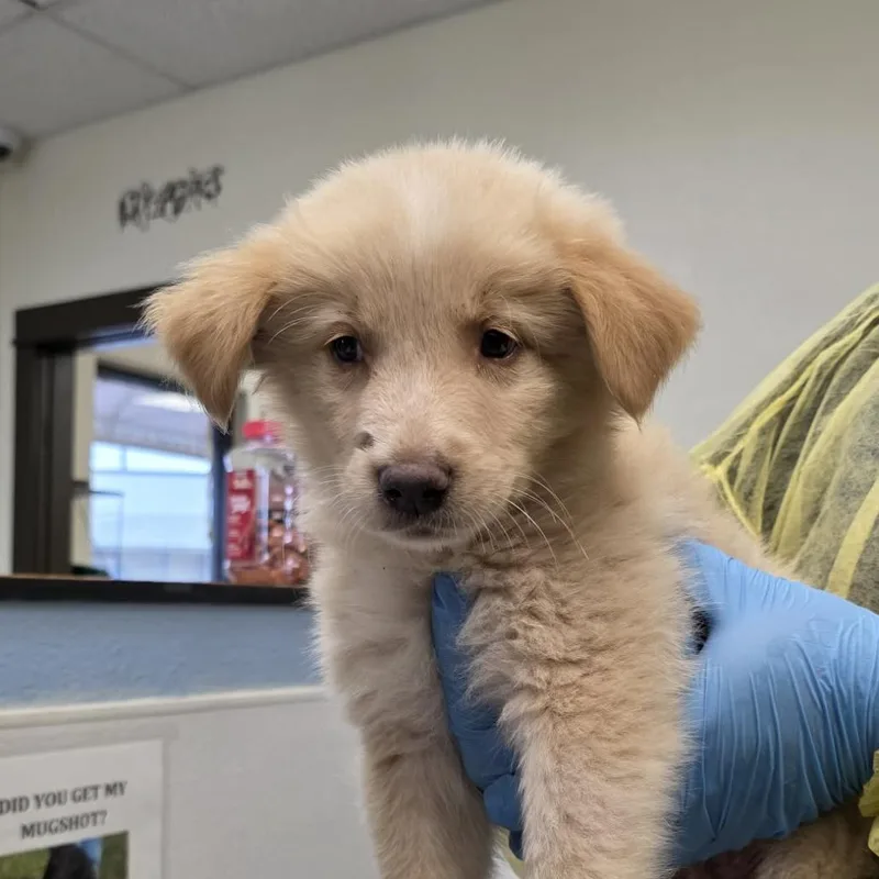 A baby small-sized male White / Cream German Shepherd Dog dog named Neo for adoption in Bastrop, TX