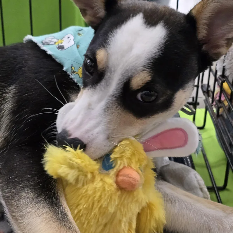 Quilceda Wvt thumbnail 3