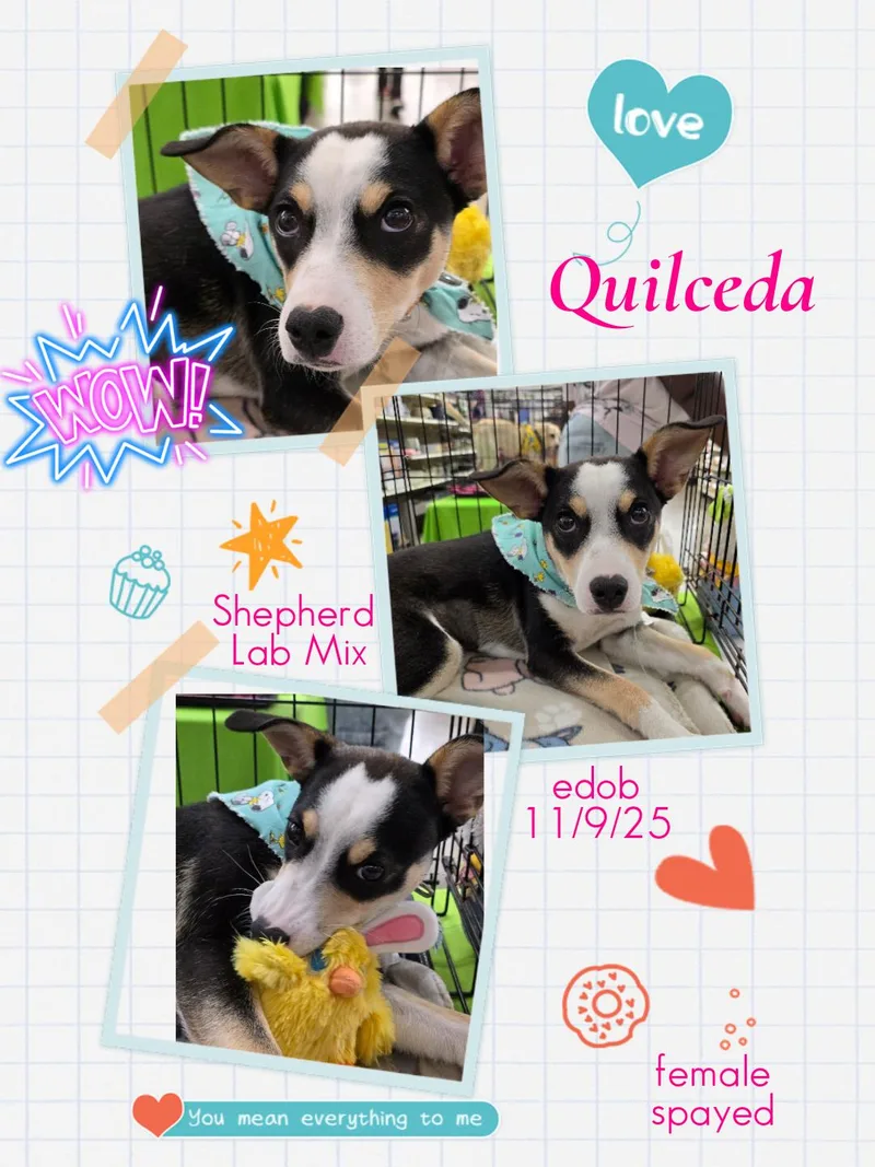 Quilceda Wvt thumbnail 4