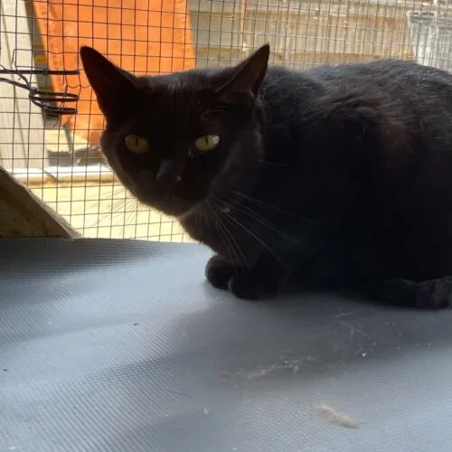 A senior small-sized female Black Domestic Short Hair cat named Monica for adoption in Tipp City, OH