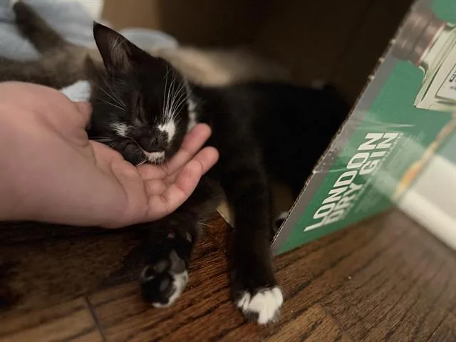 A baby small-sized female Domestic Short Hair cat named Pippa for adoption in Kent, WA