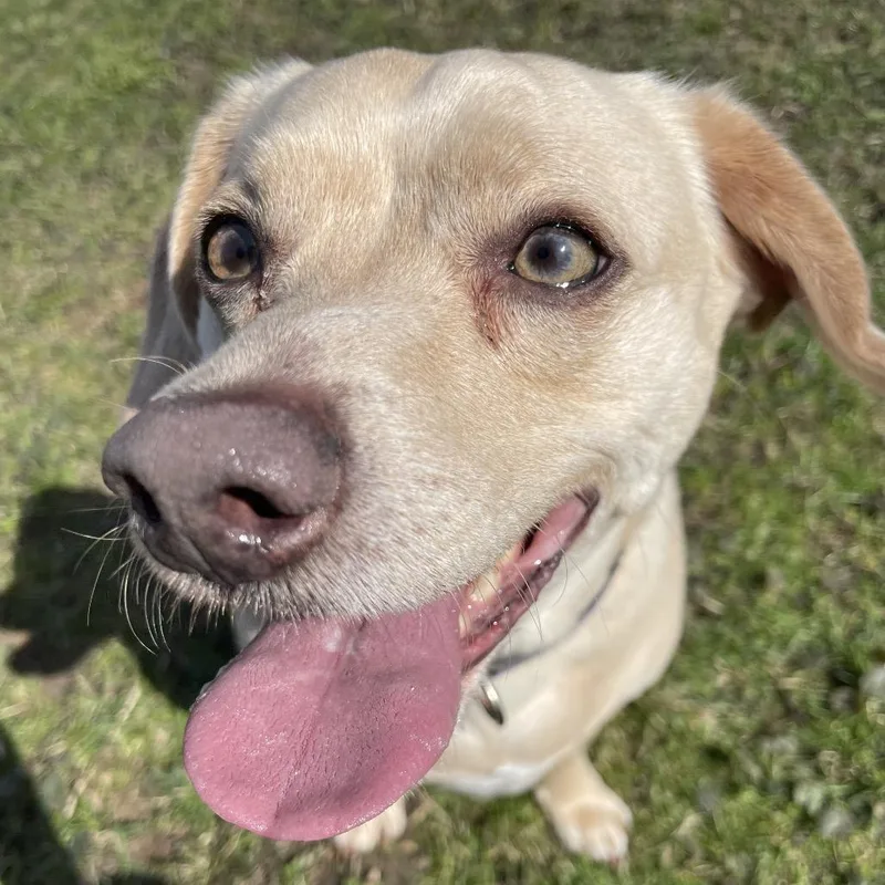 An adult medium-sized male Yellow / Tan / Blond / Fawn Chihuahua dog named Winnie Winston for adoption in South Haven, MI