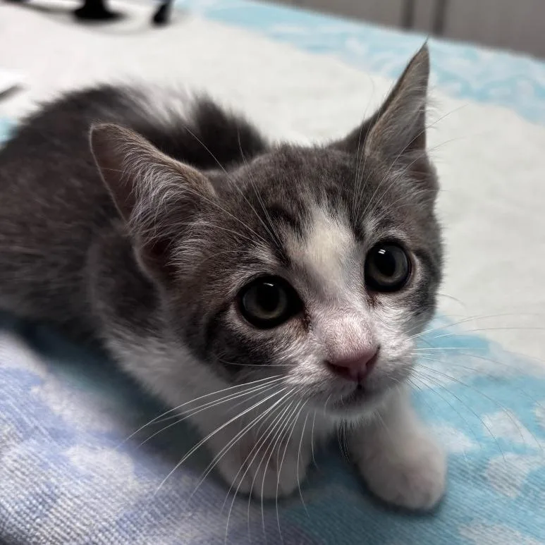 A baby small-sized female Gray / Blue / Silver Domestic Short Hair cat named Spellman for adoption in Riverside, CA