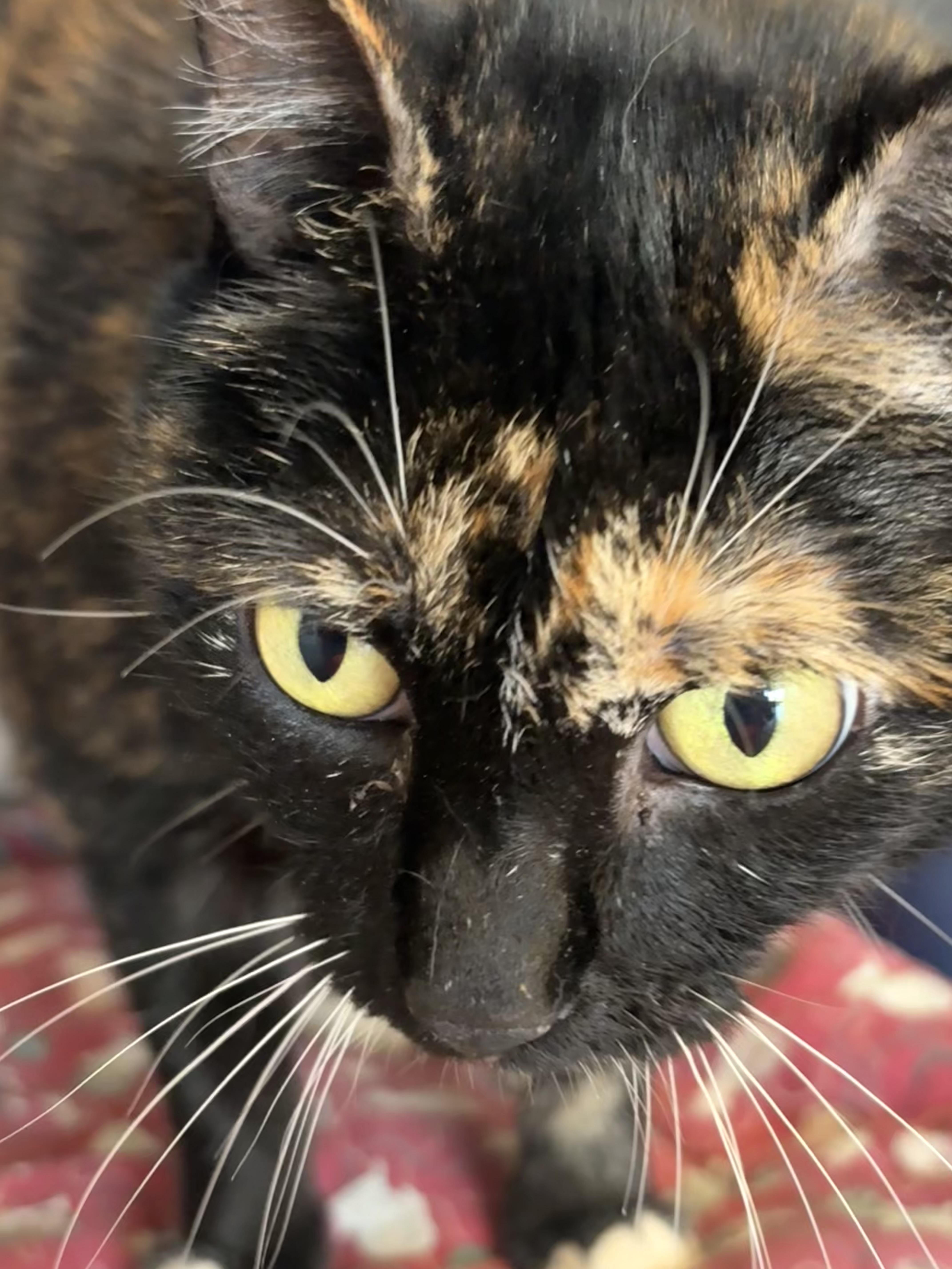 An adult medium-sized female Torbie Domestic Short Hair cat named Carrie for adoption in Grass Valley, CA