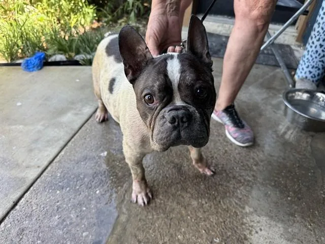 An adult medium-sized male French Bulldog dog named Roody for adoption in Garland, TX