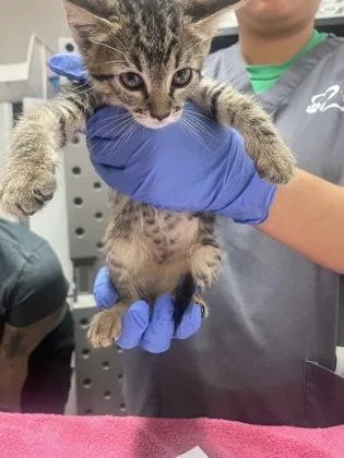 A baby small-sized female Domestic Short Hair cat named Blossom for adoption in Sacramento, CA