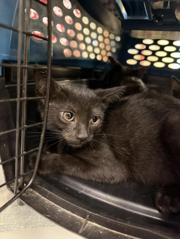 A baby small-sized female Domestic Long Hair cat named Elm for adoption in Virginia Beach, VA