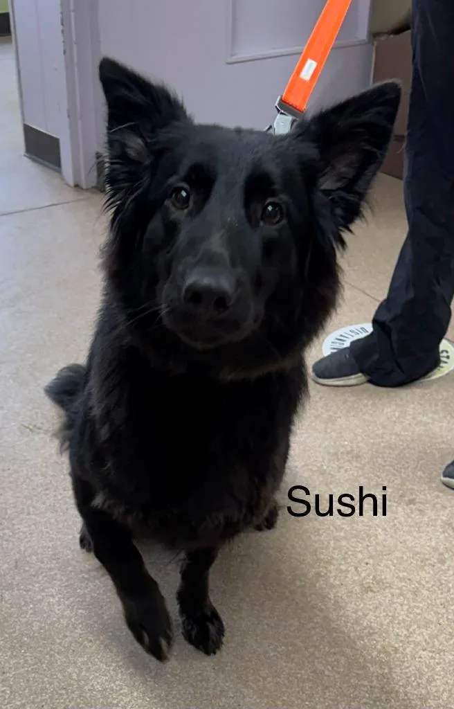 Sushi thumbnail 4