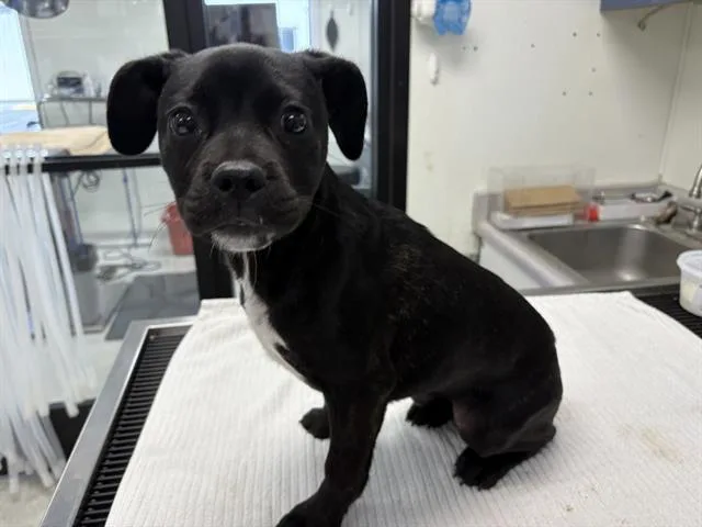 A baby small-sized female Pit Bull Terrier dog named Princess Diana for adoption in Fairfield, CA