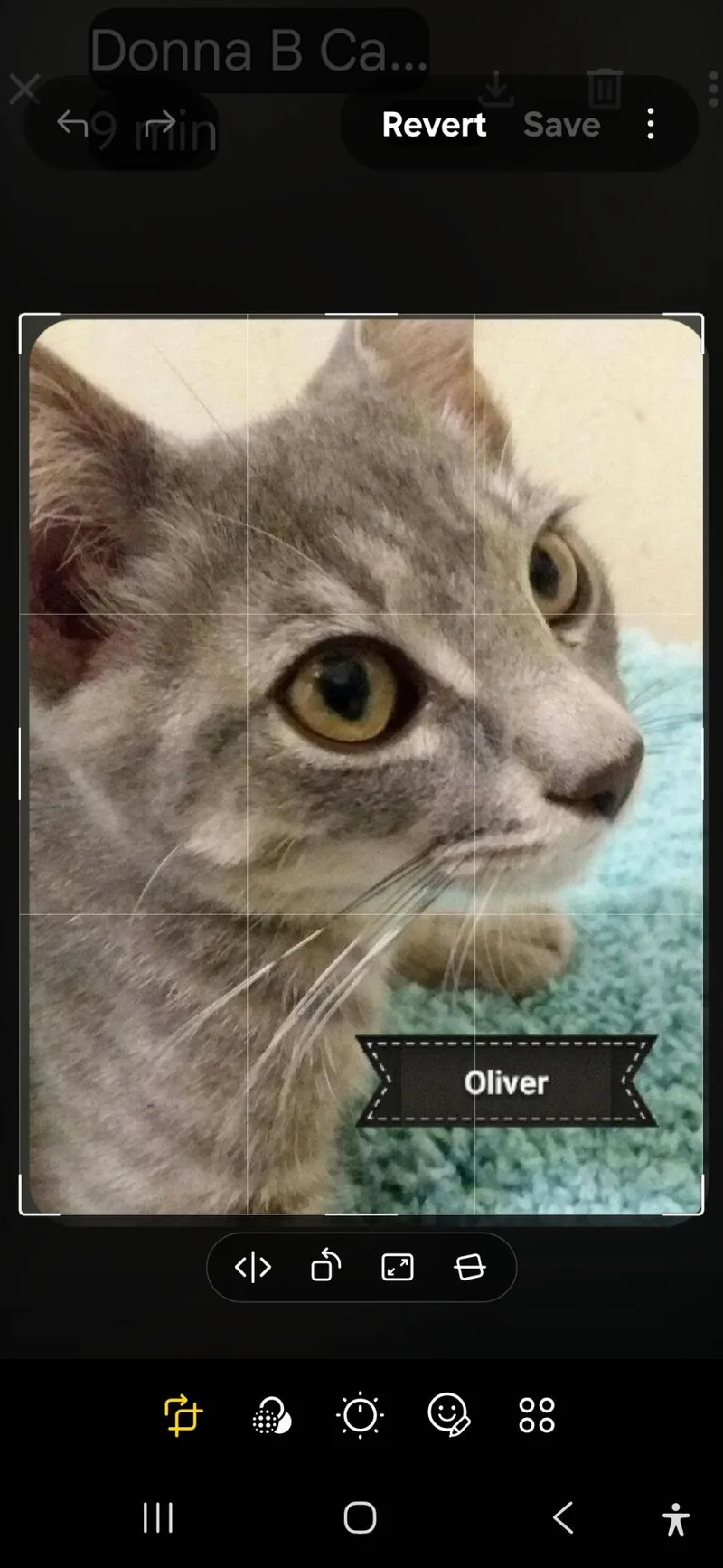 A baby medium-sized male Domestic Short Hair cat named Oliver for adoption in Shrewsbury, MA