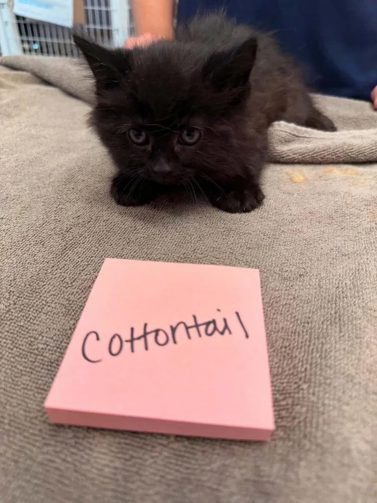 Cottontail
