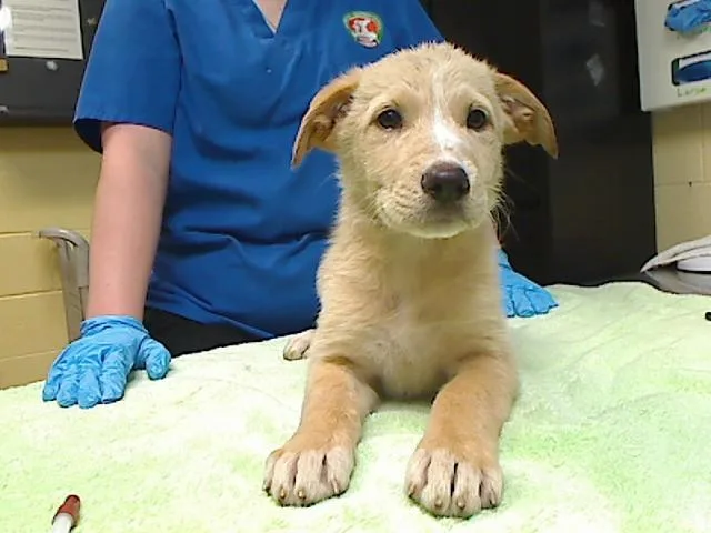 A baby large-sized female German Shepherd Dog dog named Goldie for adoption in Cookeville, TN