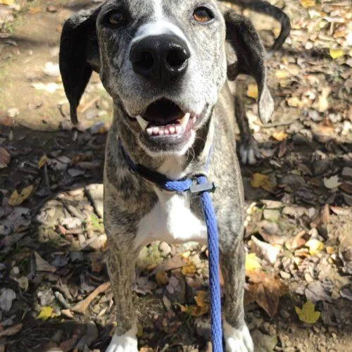 A young medium-sized male Brindle Plott Hound dog named Tiger Louisiana for adoption in Rockaway, NJ