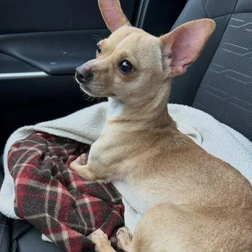A young small-sized male Chihuahua dog named Peanut Butter for adoption in Mount Royal, NJ
