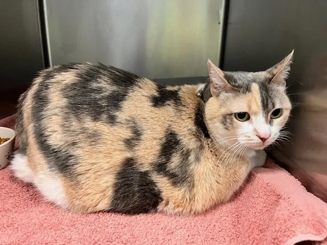 An adult large-sized female Dilute Calico Manx cat named Nattie for adoption in Tyler, TX