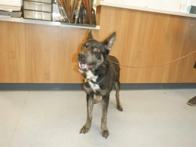 An adult large-sized male German Shepherd Dog dog named Oreo for adoption in San Jose, CA