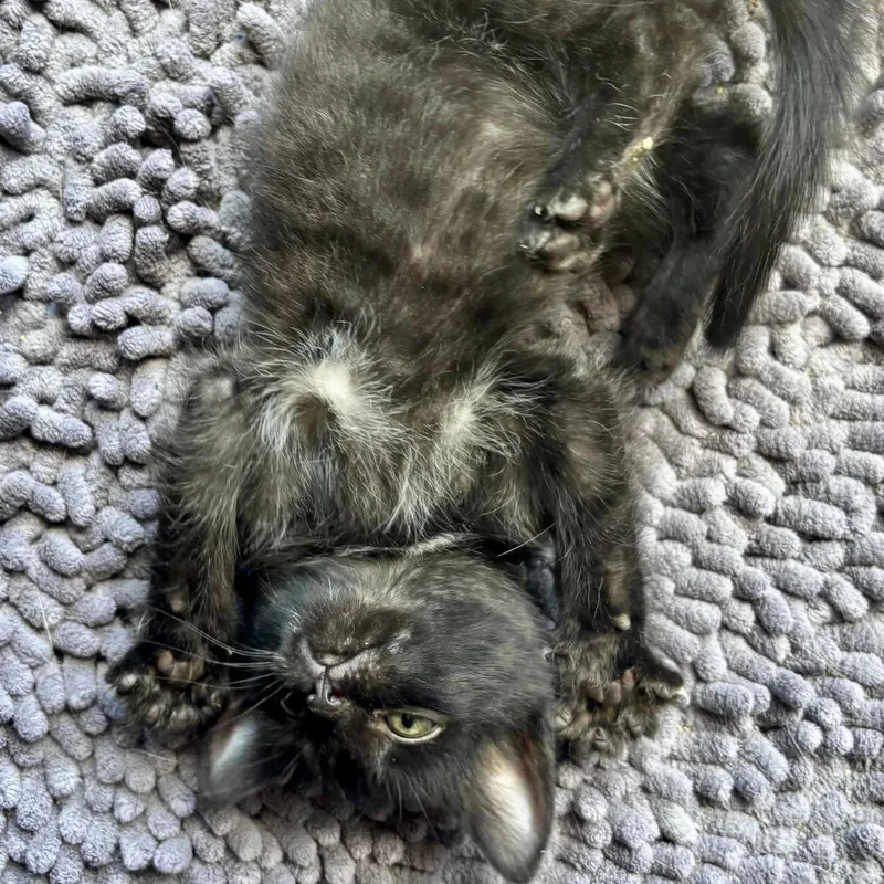 A baby small-sized female Black Domestic Short Hair cat named Twizzle C for adoption in Princeton, MN