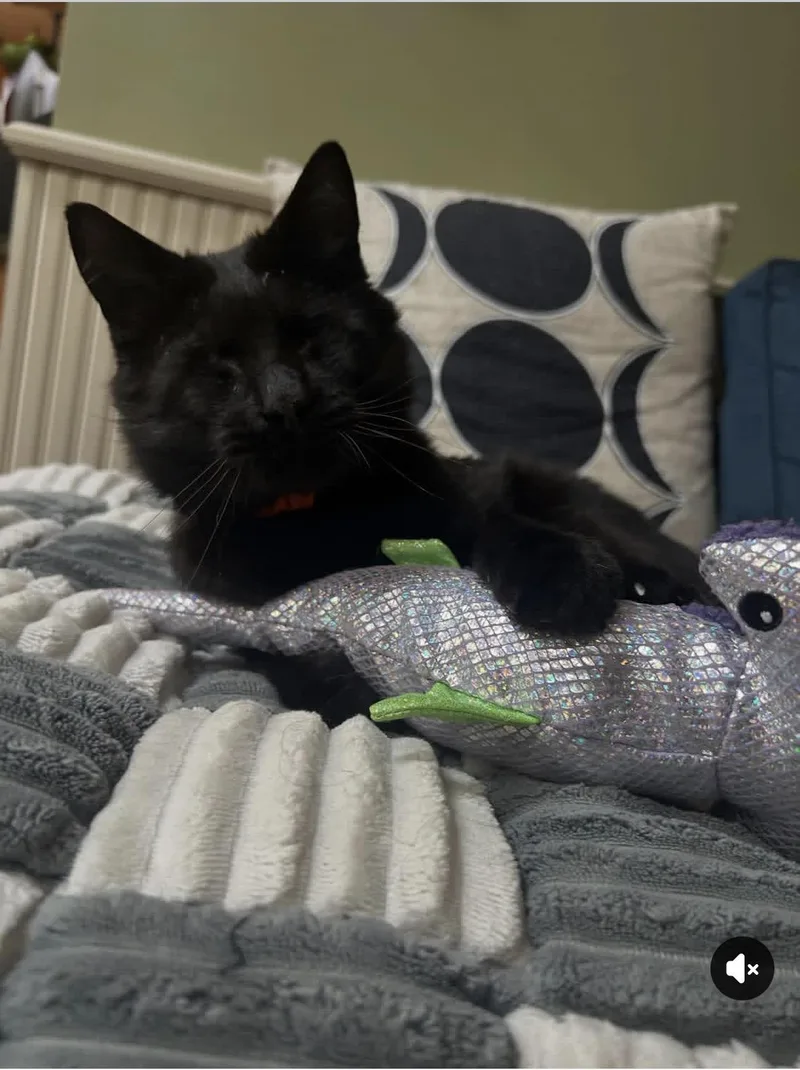 A young medium-sized male Domestic Short Hair cat named Roomba for adoption in Salem, MA