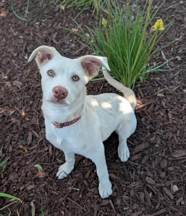 A baby medium-sized female Australian Cattle Dog / Blue Heeler dog named Eggplant for adoption in Littleton, CO