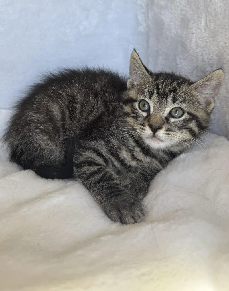 A baby medium-sized male Black Domestic Medium Hair cat named Briggs for adoption in Wayne, NJ