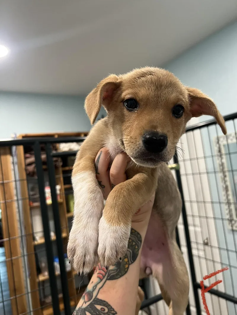 A baby medium-sized female Brown / Chocolate Hound dog named Cheddar for adoption in San Antonio, TX